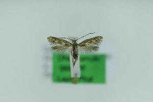  (Scythris moyaella - 0699PF)  @11 [ ] by-nc-sa (2018) Per Falck Zoologisk Museum Copenhagen