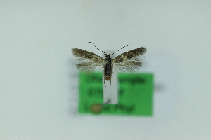  ( - 0708PF)  @11 [ ] by-nc-sa (2018) Per Falck Zoologisk Museum Copenhagen