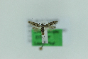  ( - 0709PF)  @11 [ ] by-nc-sa (2018) Per Falck Zoologisk Museum Copenhagen