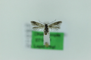  (Scythris rupemella - 0710PF)  @11 [ ] by-nc-sa (2018) Per Falck Zoologisk Museum Copenhagen