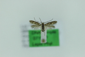  ( - 0715PF)  @11 [ ] by-nc-sa (2018) Per Falck Zoologisk Museum Copenhagen