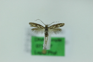  ( - 0716PF)  @11 [ ] by-nc-sa (2018) Per Falck Zoologisk Museum Copenhagen