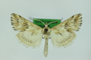  (Cynaeda acutalis - 0752PF)  @11 [ ] by-nc-sa (2018) Per Falck Zoologisk Museum Copenhagen