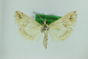  ( - 0753PF)  @11 [ ] by-nc-sa (2018) Per Falck Zoologisk Museum Copenhagen