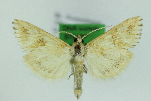  ( - 0754PF)  @11 [ ] by-nc-sa (2018) Per Falck Zoologisk Museum Copenhagen