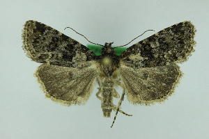  (Nyctobrya vilfredi - 0758PF)  @11 [ ] by-nc-sa (2018) Per Falck Zoologisk Museum Copenhagen