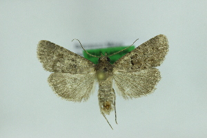  ( - 0759PF)  @11 [ ] by-nc-sa (2018) Per Falck Zoologisk Museum Copenhagen