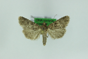  ( - 0760PF)  @11 [ ] by-nc-sa (2018) Per Falck Zoologisk Museum Copenhagen