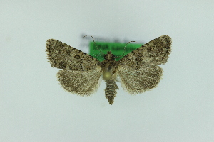  ( - 0761PF)  @11 [ ] by-nc-sa (2018) Per Falck Zoologisk Museum Copenhagen