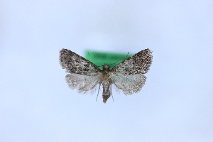  (Nyctobrya ingridae - 1134PF)  @11 [ ] by-nc-sa (2018) Per Falck Zoologisk Museum Copenhagen