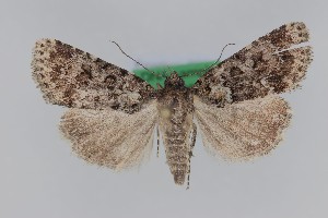  (Nyctobrya canaria - 1235PF)  @11 [ ] by-nc-sa (2018) Per Falck Zoologisk Museum Copenhagen