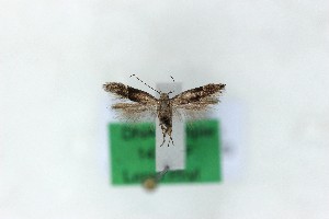  ( - 1430PF)  @11 [ ] by-nc-sa (2018) Per Falck Zoologisk Museum Copenhagen