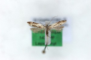  ( - 1433PF)  @11 [ ] by-nc-sa (2018) Per Falck Zoologisk Museum Copenhagen