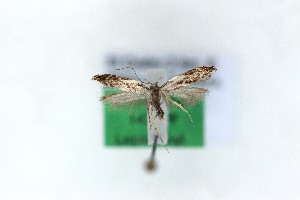  (Aproaerema pseudomercedella - 1434PF)  @11 [ ] by-nc-sa (2018) Per Falck Zoologisk Museum Copenhagen