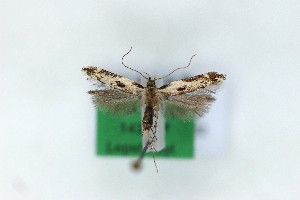  ( - 1435PF)  @11 [ ] by-nc-sa (2018) Per Falck Zoologisk Museum Copenhagen