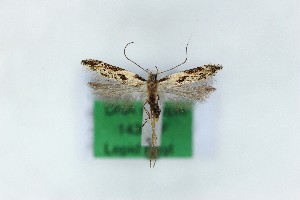  ( - 1436PF)  @11 [ ] by-nc-sa (2018) Per Falck Zoologisk Museum Copenhagen