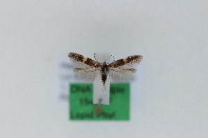  ( - 1548PF)  @11 [ ] by-nc-sa (2018) Per Falck Zoologisk Museum Copenhagen