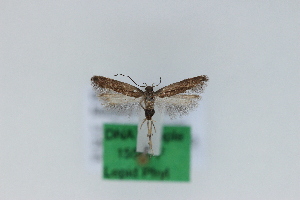  ( - 1558PF)  @11 [ ] by-nc-sa (2018) Per Falck Zoologisk Museum Copenhagen