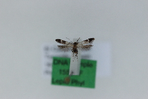  ( - 1559PF)  @11 [ ] by-nc-sa (2018) Per Falck Zoologisk Museum Copenhagen