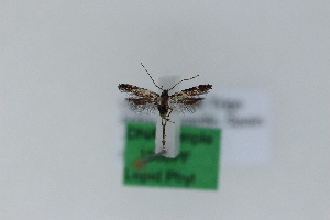  ( - 1560PF)  @11 [ ] by-nc-sa (2018) Per Falck Zoologisk Museum Copenhagen