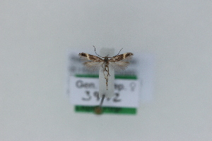  ( - 1561PF)  @11 [ ] by-nc-sa (2018) Per Falck Zoologisk Museum Copenhagen