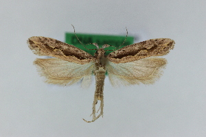  ( - 1733PF)  @11 [ ] by-nc-sa (2018) Per Falck Zoologisk Museum Copenhagen