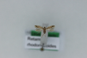  ( - 1761PF)  @11 [ ] by-nc-sa (2018) Per Falck Zoologisk Museum Copenhagen