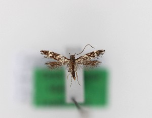  ( - 1849PF)  @11 [ ] by-nc-sa (2018) Per Falck Zoologisk Museum Copenhagen