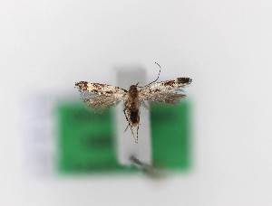  ( - 1850PF)  @11 [ ] by-nc-sa (2018) Per Falck Zoologisk Museum Copenhagen