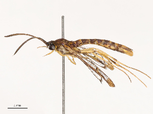  ( - CBG-B07476-D08)  @11 [ ] CreativeCommons - Attribution Share - Alike (2025) CBG Photography Group Centre for Biodiversity Genomics