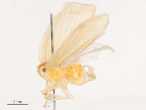  ( - CBG-B21618-A01)  @11 [ ] CreativeCommons - Attribution Share - Alike (2025) CBG Photography Group Centre for Biodiversity Genomics
