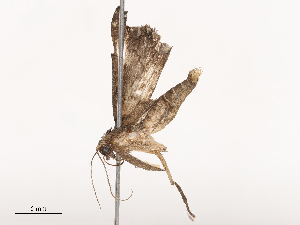  ( - CBG-B21613-C03)  @11 [ ] CreativeCommons - Attribution Share - Alike (2025) CBG Photography Group Centre for Biodiversity Genomics