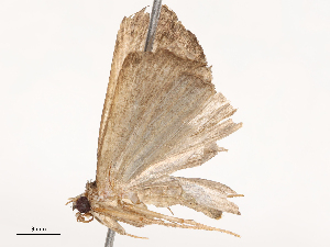  ( - CBG-B21613-C05)  @11 [ ] CreativeCommons - Attribution Share - Alike (2025) CBG Photography Group Centre for Biodiversity Genomics