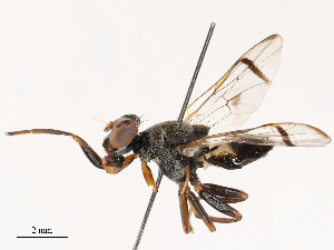  (Pseudepicausta - CBG-B21618-B08)  @11 [ ] CreativeCommons - Attribution Share - Alike (2025) CBG Photography Group Centre for Biodiversity Genomics
