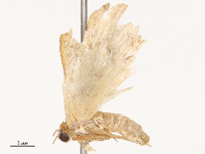  ( - CBG-B14222-D09)  @11 [ ] CreativeCommons - Attribution Share - Alike (2025) CBG Photography Group Centre for Biodiversity Genomics