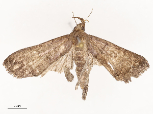  ( - CBG-B21798-G06)  @11 [ ] CreativeCommons - Attribution Share - Alike (2025) CBG Photography Group Centre for Biodiversity Genomics