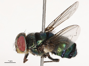  ( - CBG-B22881-C03)  @11 [ ] CreativeCommons - Attribution Share - Alike (2025) CBG Photography Group Centre for Biodiversity Genomics