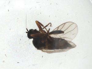  ( - CBG-A06342-A01)  @11 [ ] CreativeCommons - Attribution Share - Alike (2023) Centre for Biodiversity Genomics Centre for Biodiversity Genomics