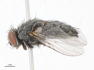  ( - CBG-A08752-A08)  @11 [ ] CreativeCommons - Attribution Share-Alike (2023) CBG Photography Group Centre for Biodiversity Genomics