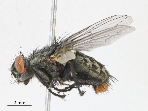  ( - CBG-A10762-D07)  @11 [ ] CreativeCommons - Attribution Share - Alike (2023) CBG Photography Group Centre for Biodiversity Genomics