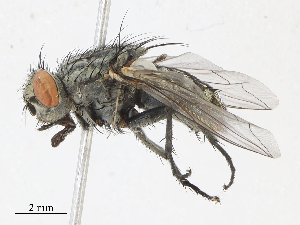  ( - CBG-A10762-D09)  @11 [ ] CreativeCommons - Attribution Share - Alike (2023) CBG Photography Group Centre for Biodiversity Genomics