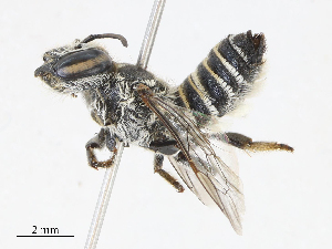  (Megachile spinotulata - CBG-A10822-F06)  @11 [ ] CreativeCommons - Attribution Share - Alike (2023) CBG Photography Group Centre for Biodiversity Genomics