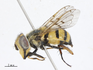  ( - CBG-A10825-A06)  @11 [ ] CreativeCommons - Attribution Share - Alike (2023) CBG Photography Group Centre for Biodiversity Genomics