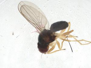  ( - CBG-A10995-G01)  @11 [ ] CreativeCommons - Attribution Share - Alike (2023) Centre for Biodiversity Genomics Centre for Biodiversity Genomics