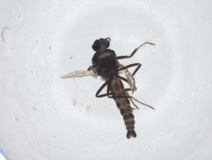  (Forcipomyia sp. 17 - CBG-A12706-F09)  @11 [ ] CreativeCommons - Attribution Share - Alike (2023) Centre for Biodiversity Genomics Centre for Biodiversity Genomics
