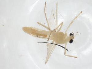  ( - CBG-A13939-H09)  @11 [ ] CreativeCommons - Attribution Share - Alike (2023) Centre for Biodiversity Genomics Centre for Biodiversity Genomics