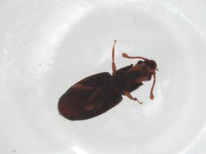  ( - CBG-A14868-D07)  @11 [ ] CreativeCommons - Attribution Share - Alike (2023) Centre for Biodiversity Genomics Centre for Biodiversity Genomics