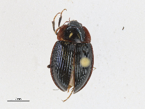  ( - CBG-A14980-E03)  @11 [ ] CreativeCommons - Attribution Share-Alike (2023) CBG Photography Group Centre for Biodiversity Genomics