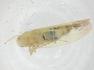  ( - CBG-A15107-H02)  @11 [ ] CreativeCommons - Attribution Share - Alike (2023) Centre for Biodiversity Genomics Centre for Biodiversity Genomics