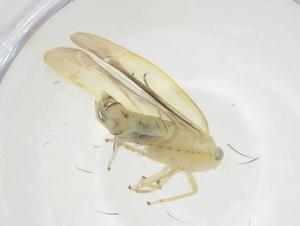  ( - CBG-A16134-E05)  @11 [ ] CreativeCommons - Attribution Share - Alike (2023) Centre for Biodiversity Genomics Centre for Biodiversity Genomics